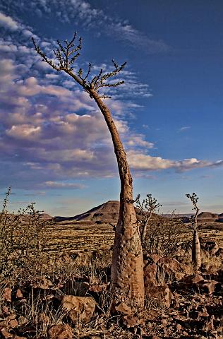 173 Damaraland, etendenka mountain camp, moringa.JPG